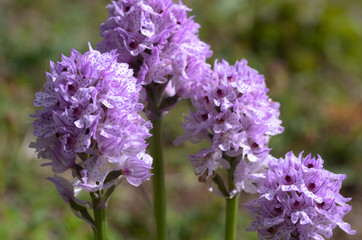 dreizähniges knabenkraut orchis tridentata standort nähe roßbach in nordhessen