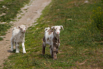 ??? Little goat, a kid grazes in a green meadow