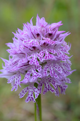 dreizähniges Knabenkraut orchis tridentata fundort nähe roßbach in nordhessen