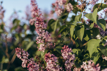 Spring blooming lilac tree flowers. Soft focus