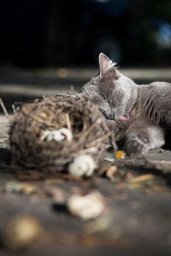 Funny Cat Taking A Nap After Dinner