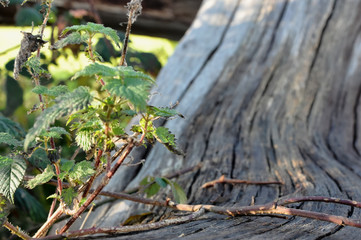 Plant on a Fallen Tree