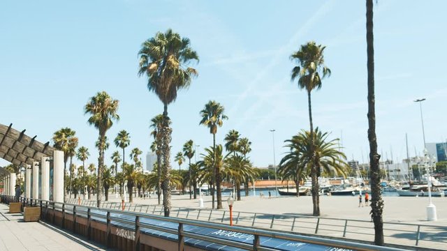 Palm trees in sunny Barcelona. Beautiful nature. Summer