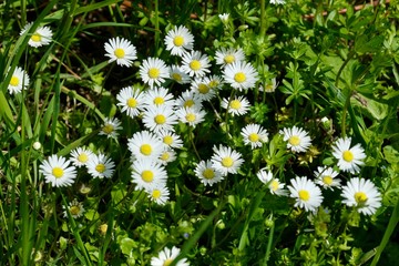 Flowering daisies in the grass - Bellis perennis
