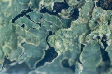 Green lichen on an old blackboard. Macro photo. Interesting abstract background for a site about plants.