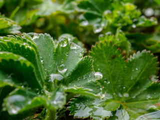 Transparent spherical dew drops lie on grass leaves close-up. Green leaf. Clean concept, medicine and pharmacy.