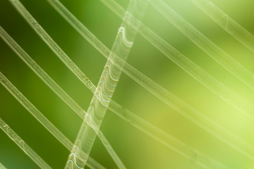 The web is trembling from the wind. An interesting effect on macro photography. Beautiful spiral abstraction form on a green background.