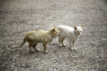 Two abandoned cats