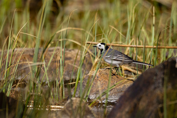 White wagtail standing on a moss-covered rock in water, surrounded by grass.
