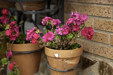 Fototapeta na wymiar Pots with pink plants