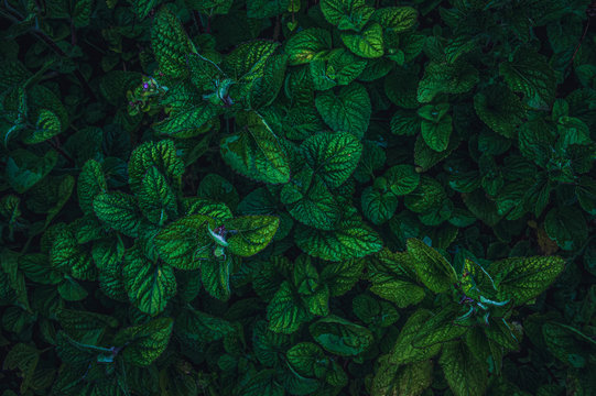 ageratum houstonianum