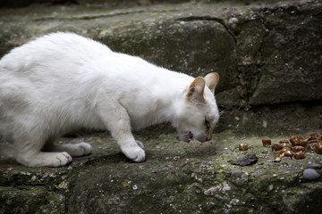 Fototapeta premium Abandoned white cat eating
