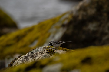 White wagtail standing on a moss-covered rock, with blurry water in the distance and blurry rocks in the foreground and background, facing down.