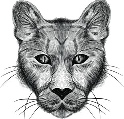 the head of a lioness animal sketch black and white