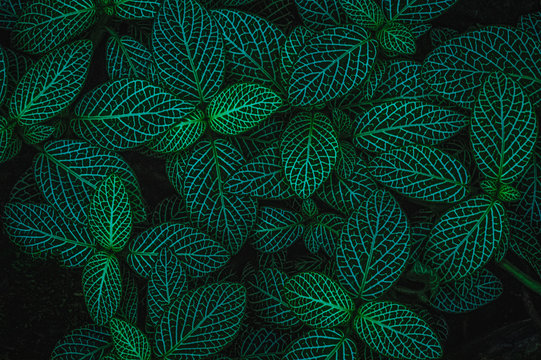 Fittonia Albivenis