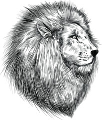 lion head sketch black and white