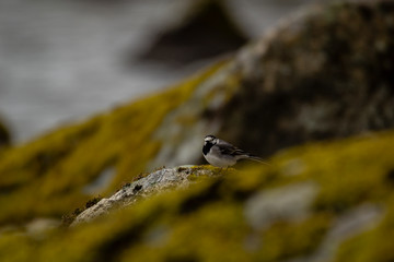 White wagtail standing on a moss-covered rock, with blurry water in the distance and blurry rocks in the foreground and background, facing the camera.