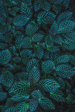 Episcia cupreata