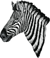 Fototapeta na wymiar black and white sketch Zebra realism vector