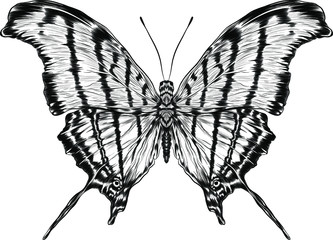 monarch butterfly black and white coloring