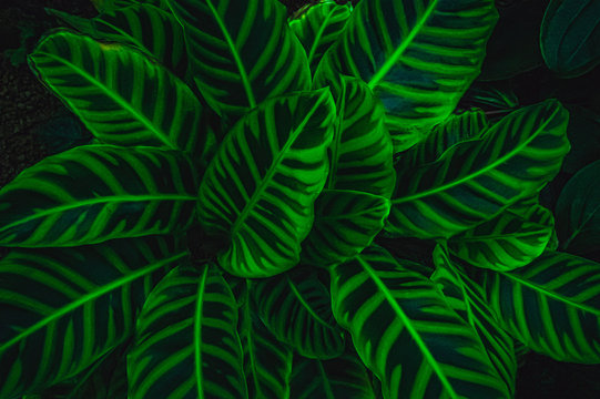 zebra plant
