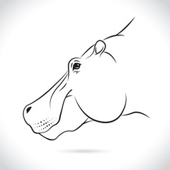 Vector image of an Hippopotamus head on white background.