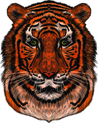 head tiger orange black realism vector