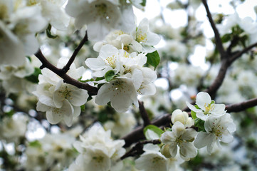 Obraz premium Apple tree branch in bloom. Blooming buds of a fruit tree.Blooming garden in spring. Close up..