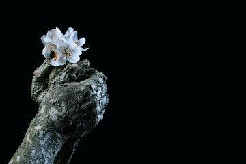 Fototapeta premium male hands in dried clay with a beautiful flower