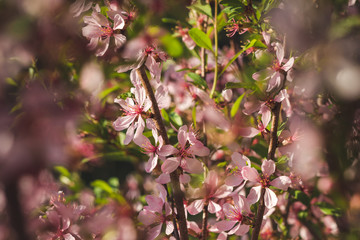 Blooming pink almonds close-up. Tender background.