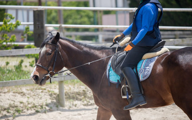 乗馬クラブの馬と乗る人