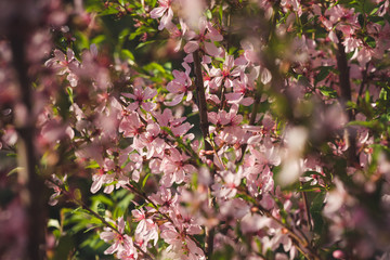 Blooming pink almonds close-up. Tender background.
