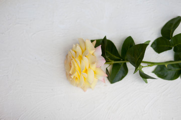 Yellow rose closeup isolated on white background