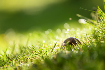 green grass with dew drops in shade rainy damp garden copy space ecology banner background