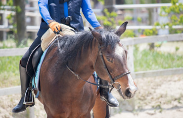 乗馬クラブの馬と乗る人
