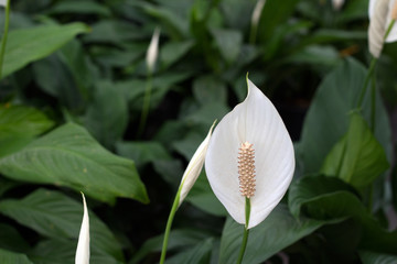 white gala flower among the greenery