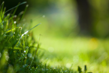 green grass with dew drops in shade rainy damp garden copy space ecology banner background
