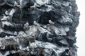 Nesting gulls on a rocky island in the Pacific Ocean