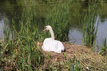 Schwan im Nest 