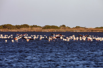 Large flocks of Rosa Flamingo, Phoenicopterus roseus, on lakes in Sardinia