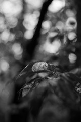 autumn leaves in the rain