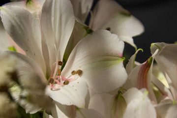 white flower