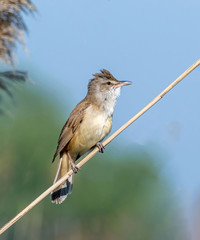 Great reed warbler bird ( Acrocephalus arundinaceus).Wildlife photo