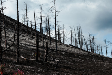 Dead Forest Near Plosky Tolbachik Volcano