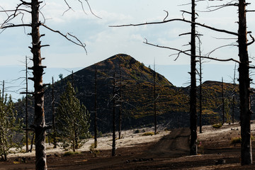 Dead Forest Near Plosky Tolbachik Volcano