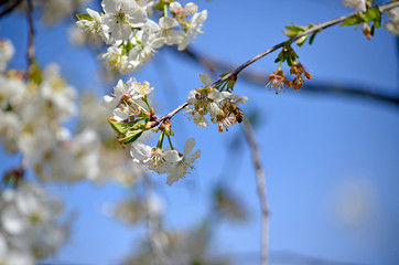 Honeybee (Anthophila) collecting nectar from a white cherry flower. Bee on cherry tree blossom. Blurred background