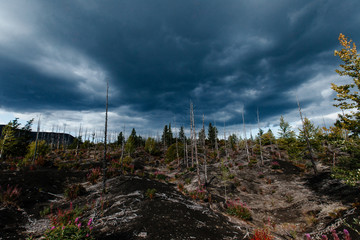 Dead Forest Near Plosky Tolbachik Volcano