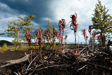 Flowers growing near the volcano