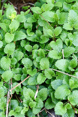 Lemon balm. Melissa plant