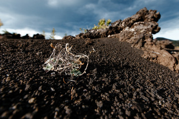 Tree branches on lifeless volcanic ground